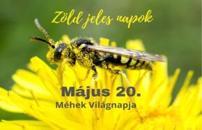 Május 20.- Méhek Világnapja (Zöld Jeles Napok)